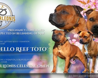 Reservations are now open. Puppies will be ready to join their new families after the appropriate age and veterinary care.  For more information, photos, and reservations, please contact Olga Gerasimska and Kennel Ordo Corleonis.