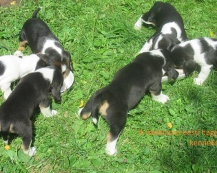 kennel Jahisarv