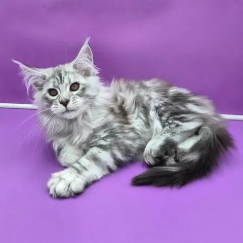 maine coon