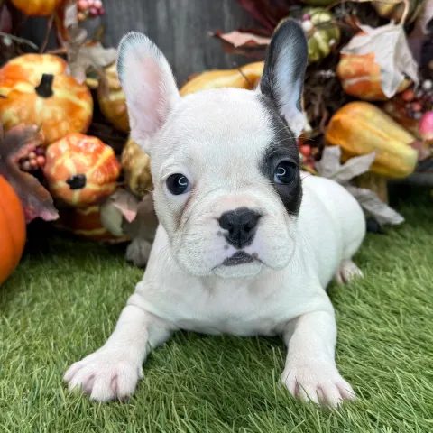 french bulldog 