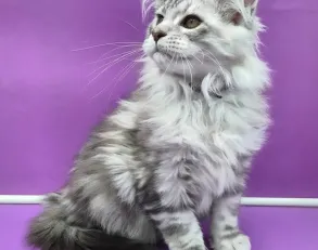 maine coon