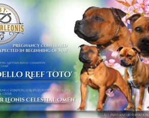 Reservations are now open. Puppies will be ready to join their new families after the appropriate age and veterinary care.  For more information, photos, and reservations, please contact Olga Gerasimska and Kennel Ordo Corleonis.